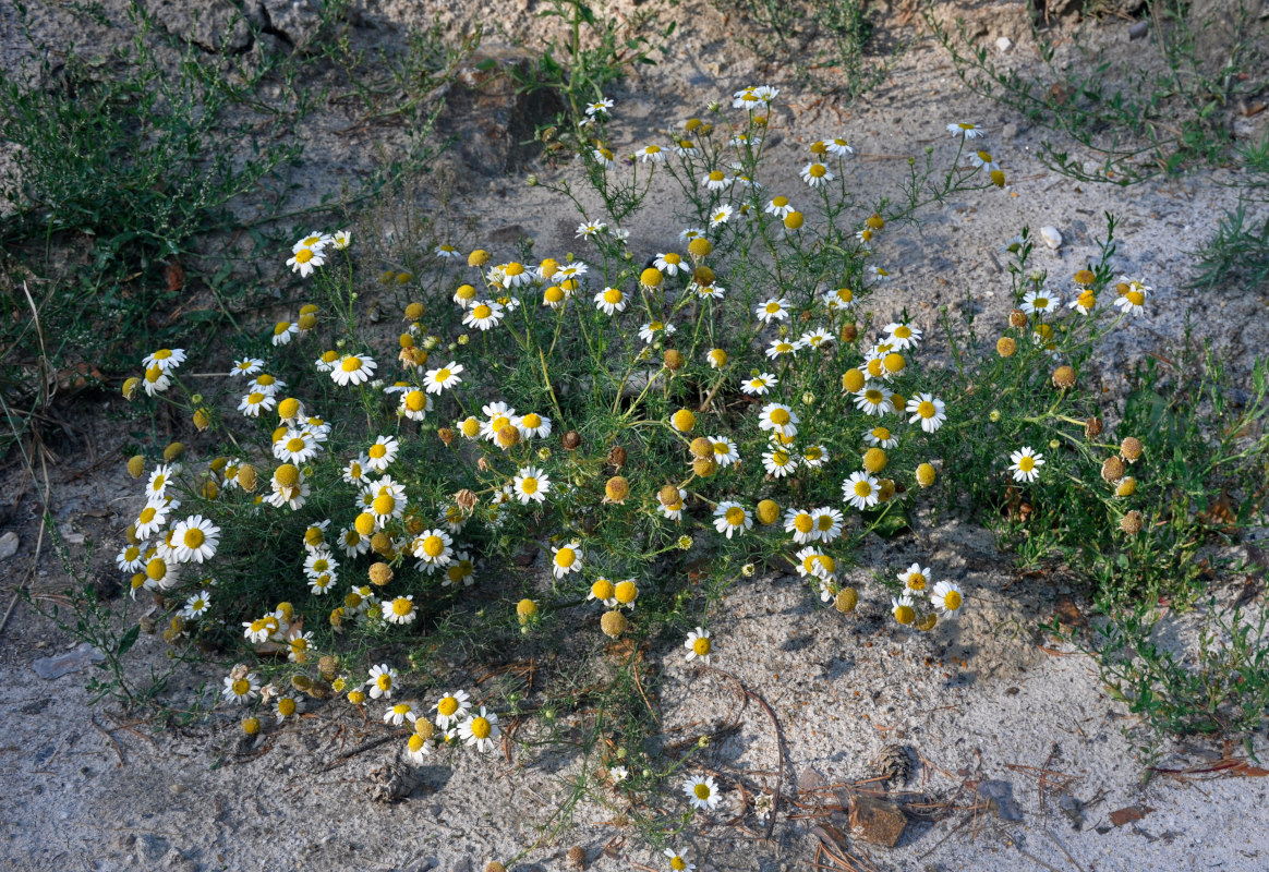 Изображение особи Tripleurospermum inodorum.