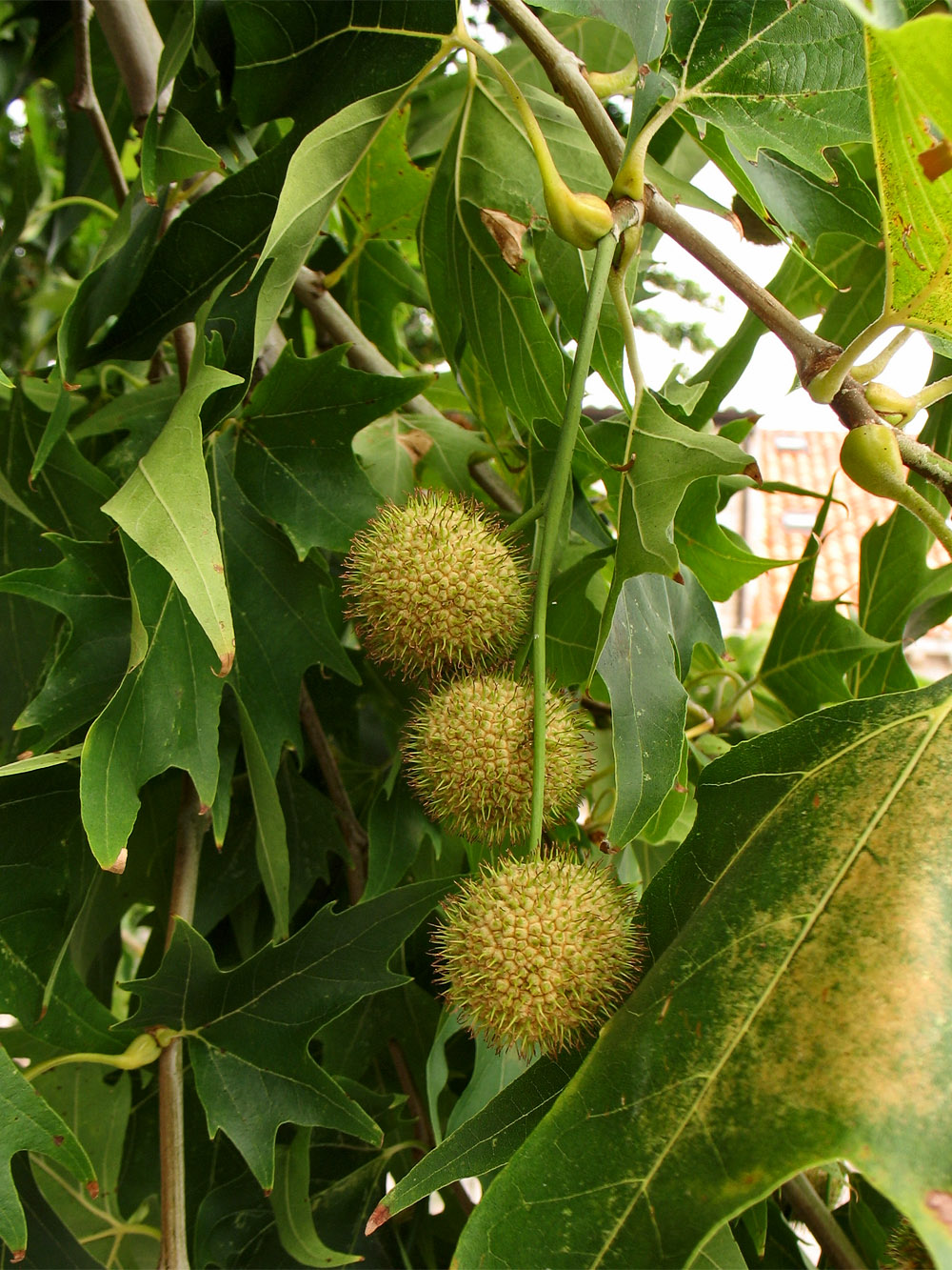 Изображение особи Platanus orientalis.