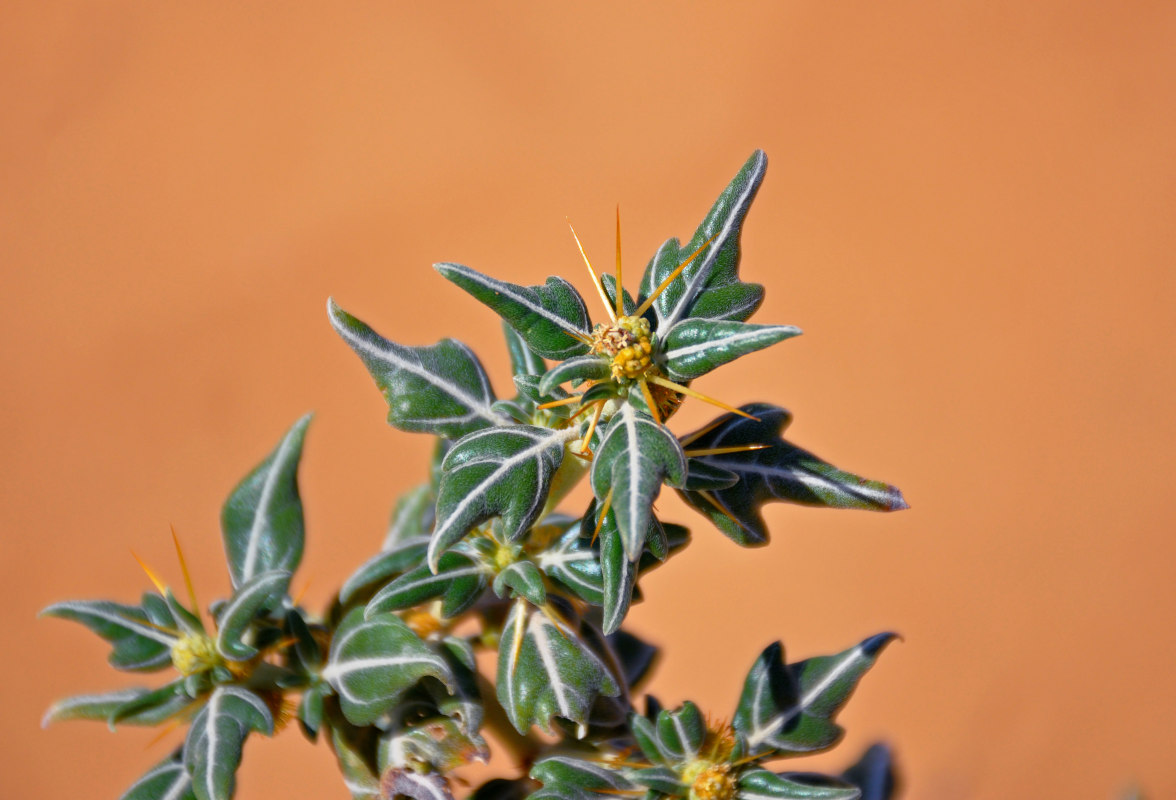 Image of Xanthium spinosum specimen.