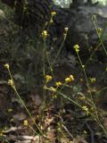 Bupleurum asperuloides