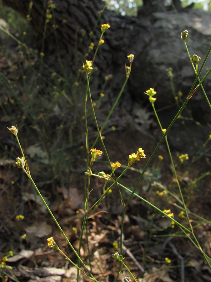 Изображение особи Bupleurum asperuloides.