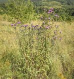 Centaurea pseudophrygia