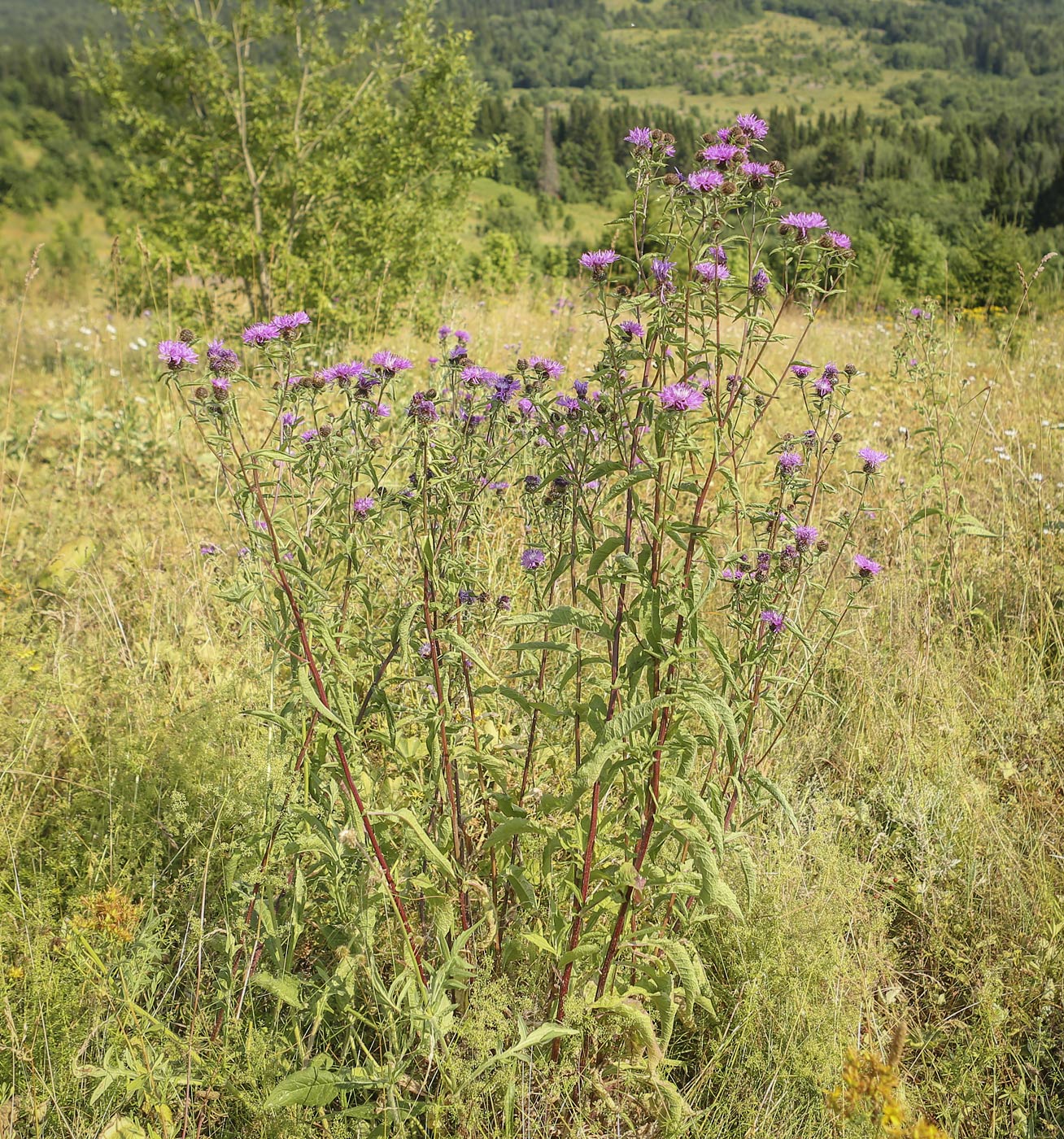 Image of Centaurea pseudophrygia specimen.