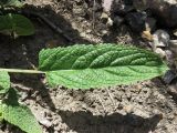 Phlomis fruticetorum