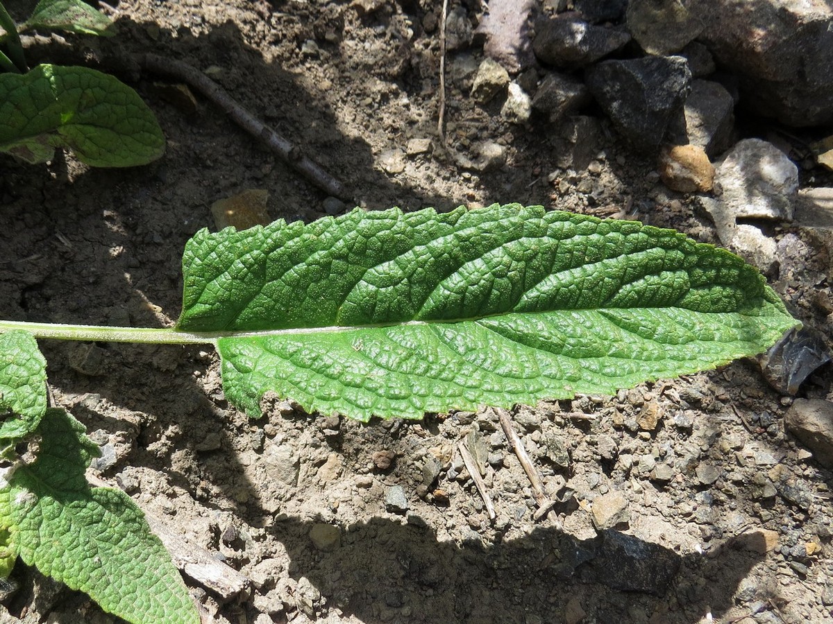 Image of Phlomis fruticetorum specimen.