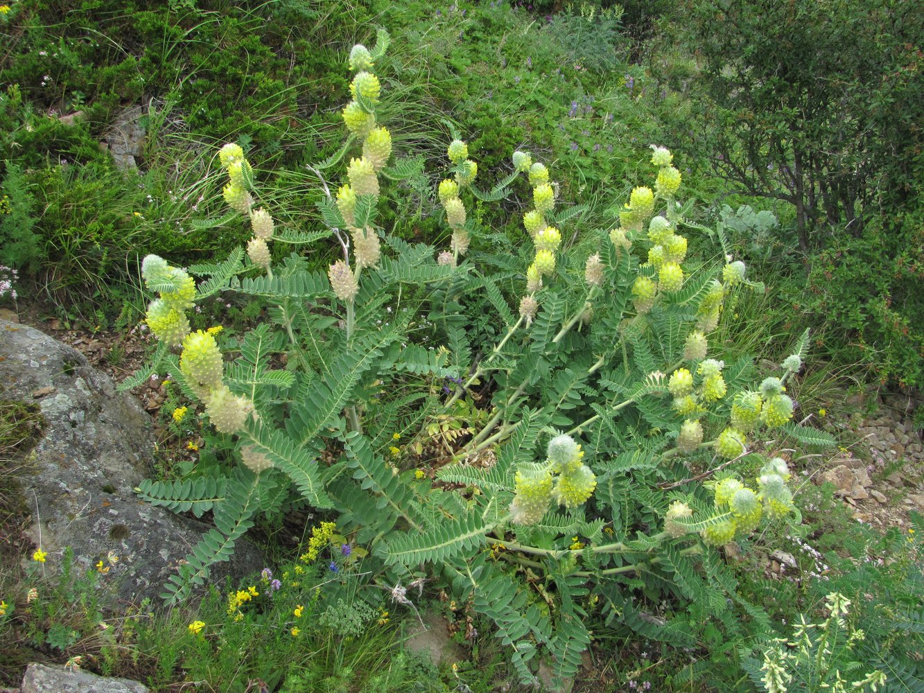 Изображение особи Astragalus maximus.