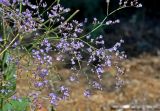 Limonium scoparium