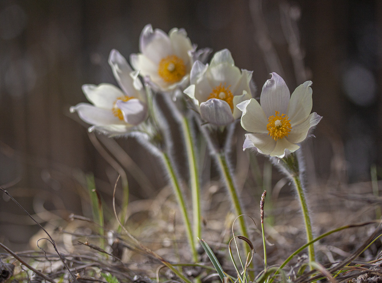 Изображение особи Pulsatilla patens.