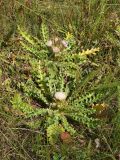 Cirsium roseolum