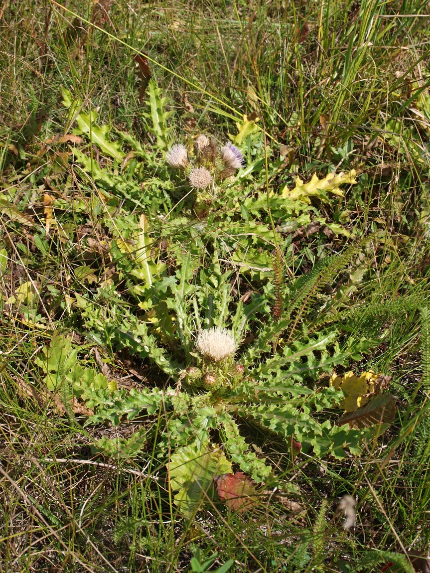 Изображение особи Cirsium roseolum.