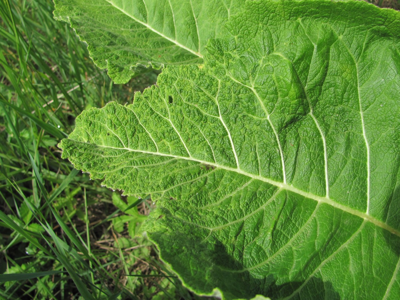 Изображение особи Inula helenium.