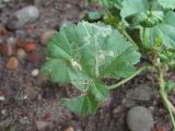 Malva pusilla