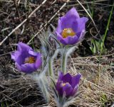 Pulsatilla patens