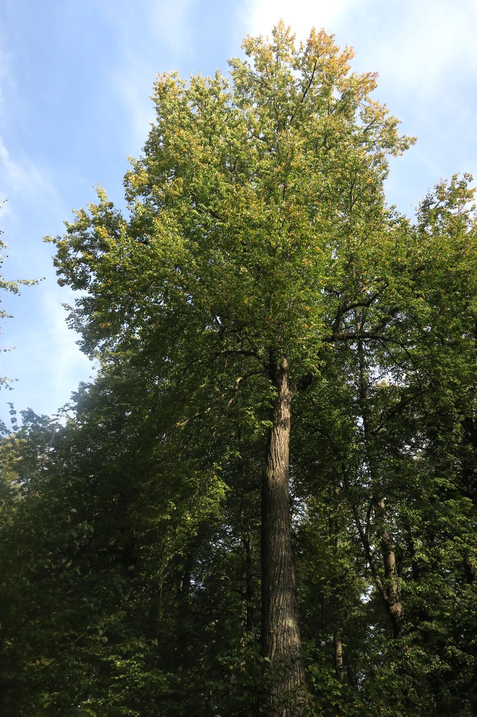 Image of Tilia cordata specimen.