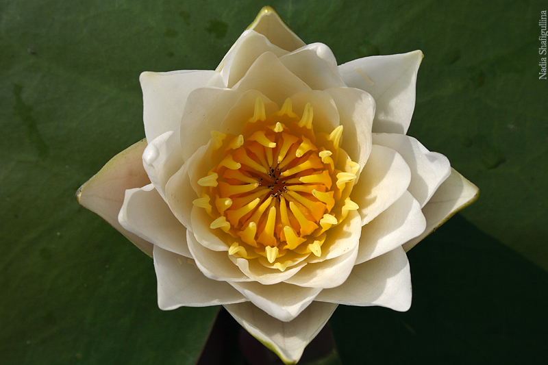 Image of Nymphaea candida specimen.