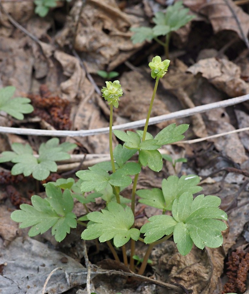 Image of Adoxa moschatellina specimen.