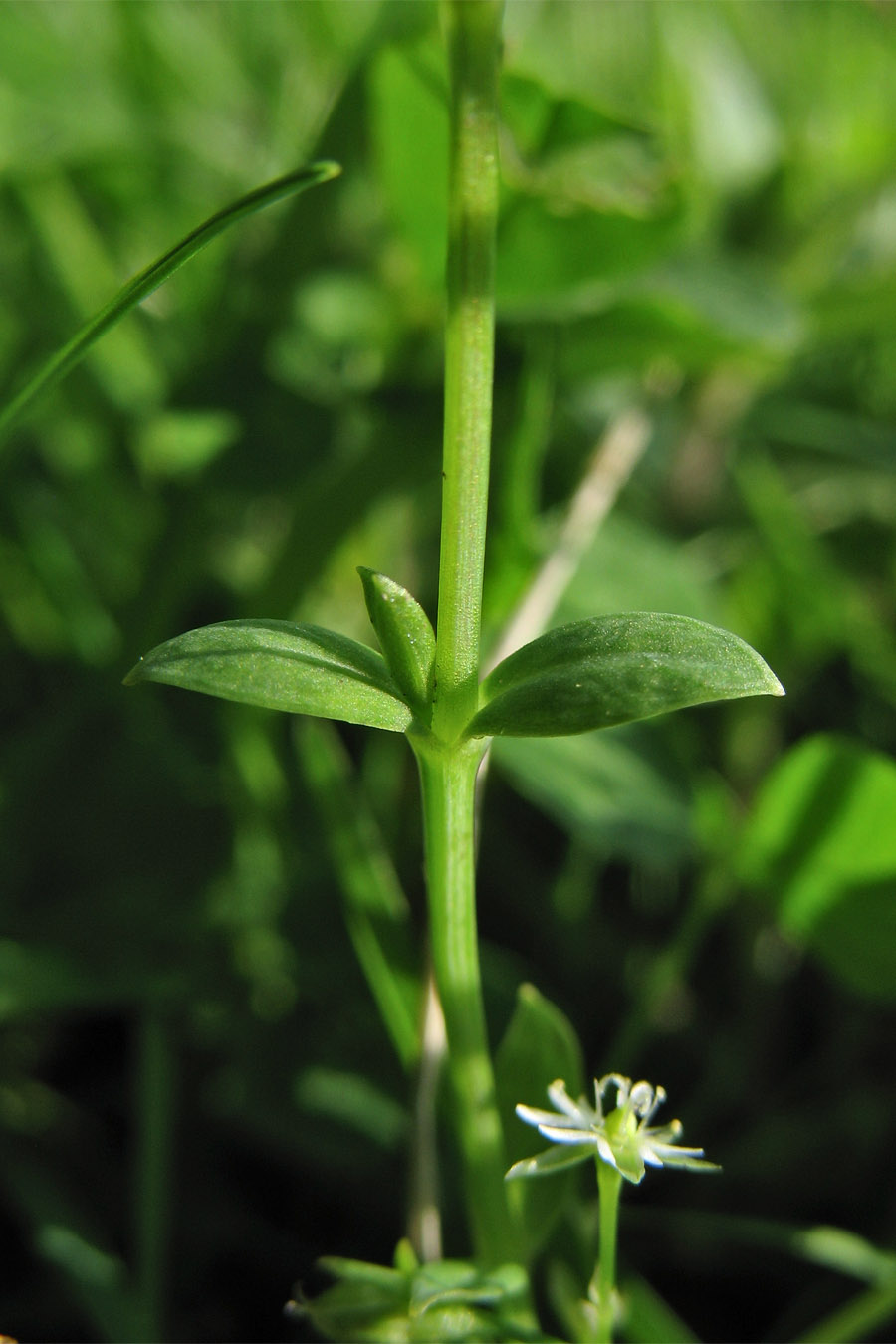 Image of Stellaria alsine specimen.