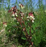 Astragalus frigidus