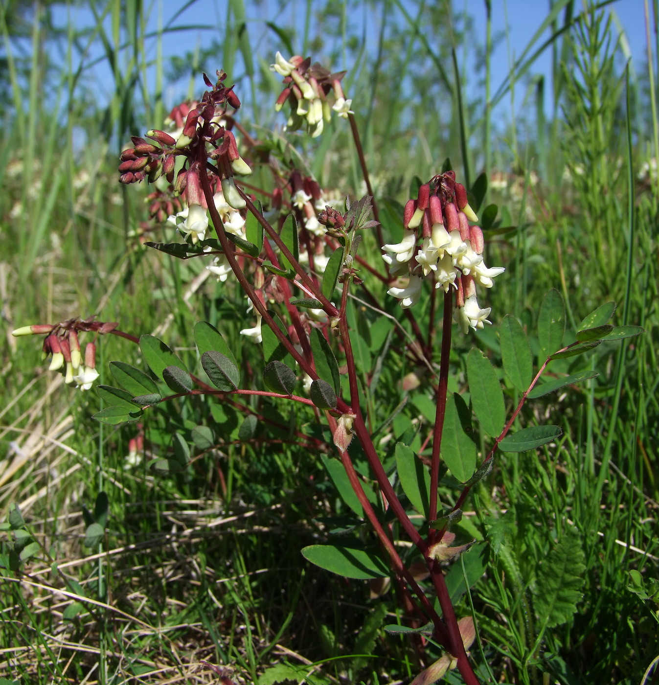 Image of Astragalus frigidus specimen.