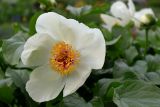 Paeonia wittmanniana. Цветок. Санкт-Петербург, парк Ботанического сада БИН РАН, в культуре. 22.05.2021.