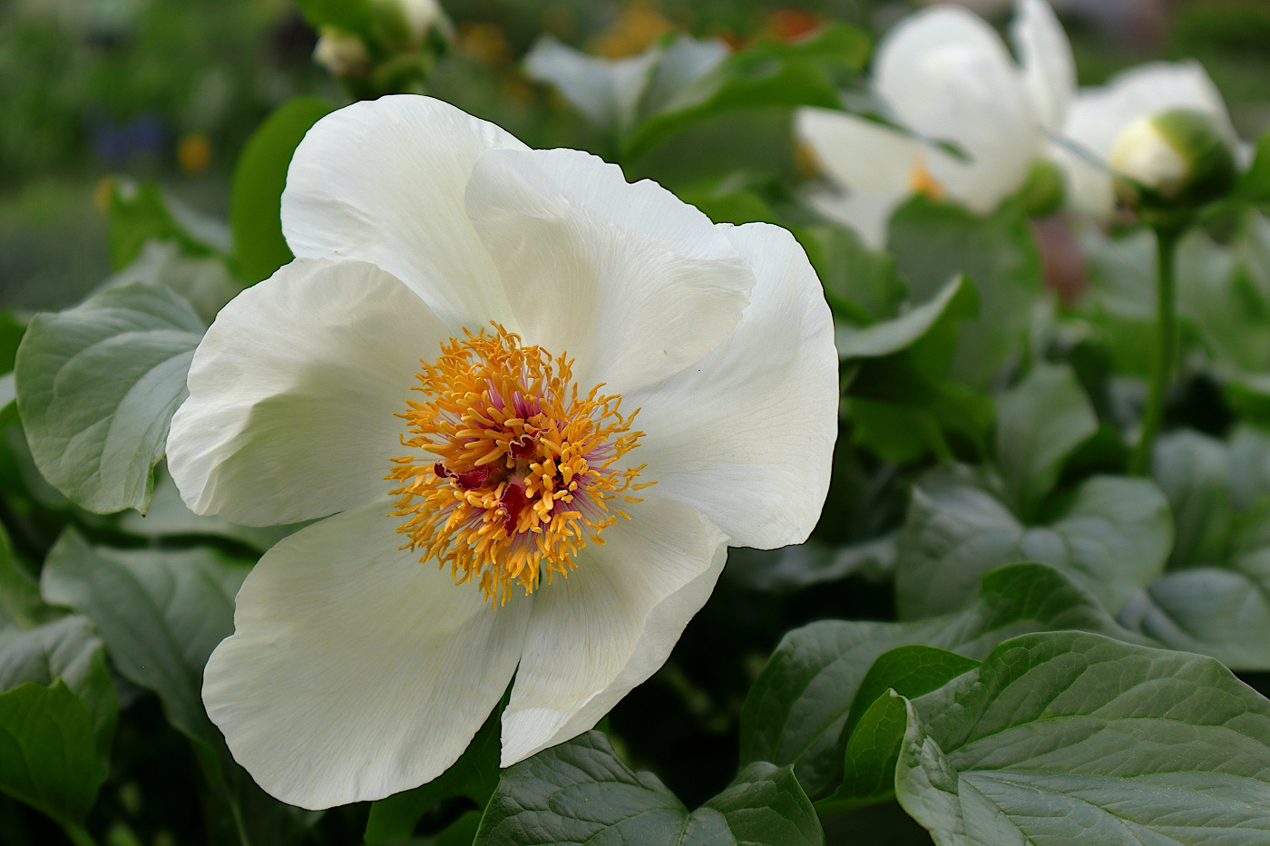 Image of Paeonia wittmanniana specimen.