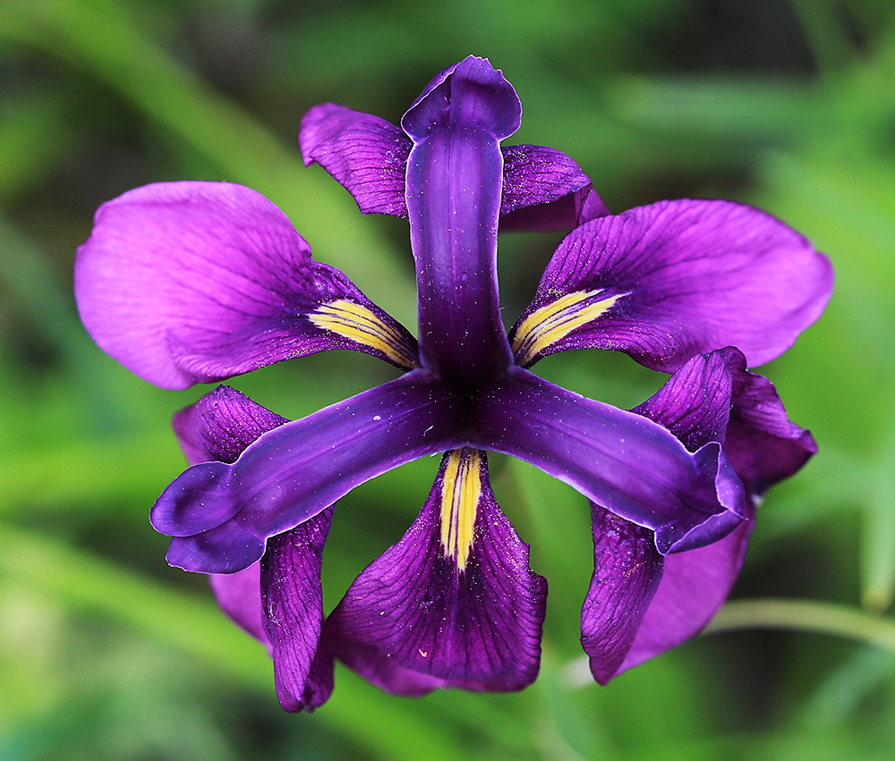 Изображение особи Iris ensata.