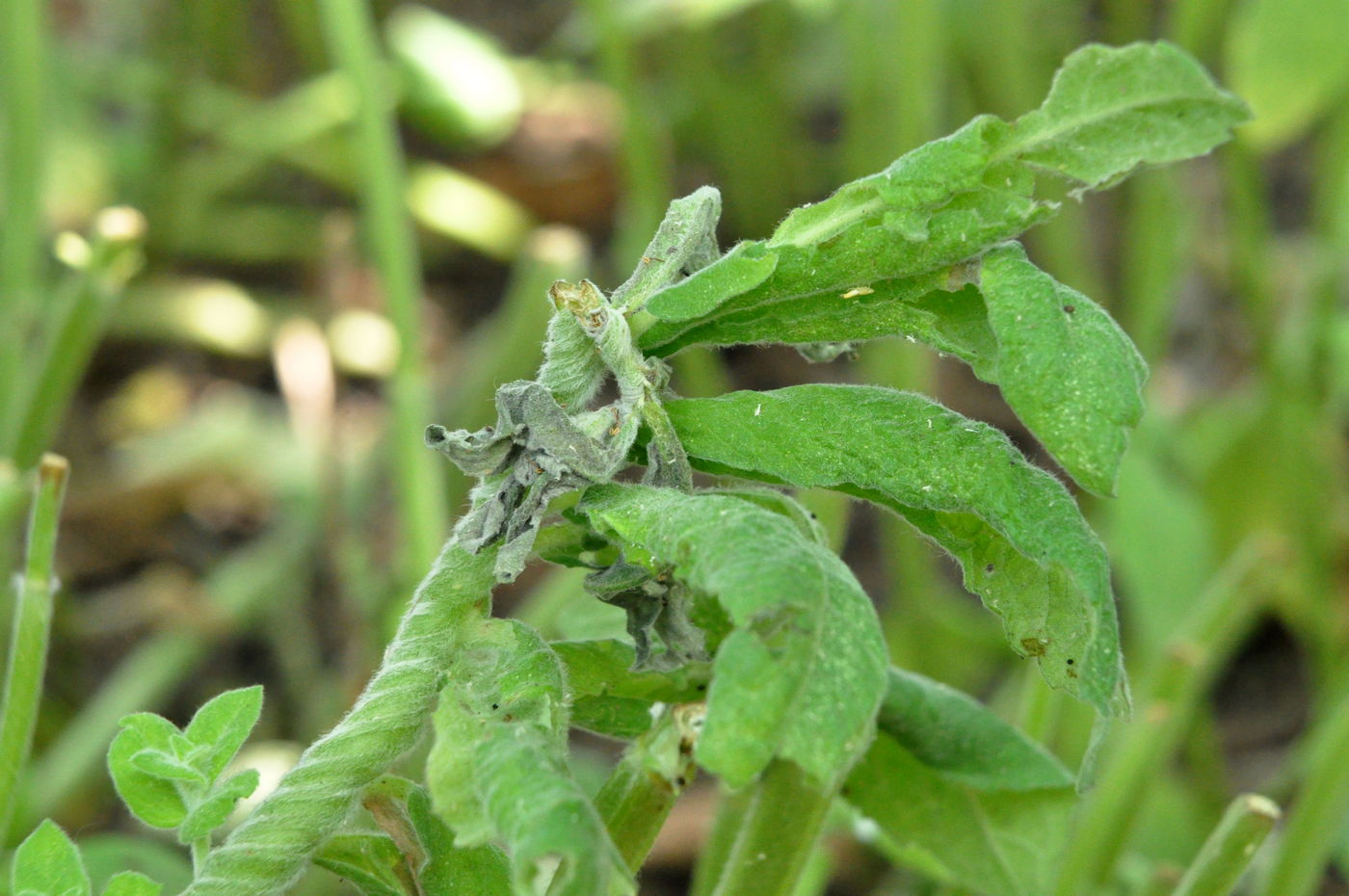 Image of Mentha longifolia specimen.