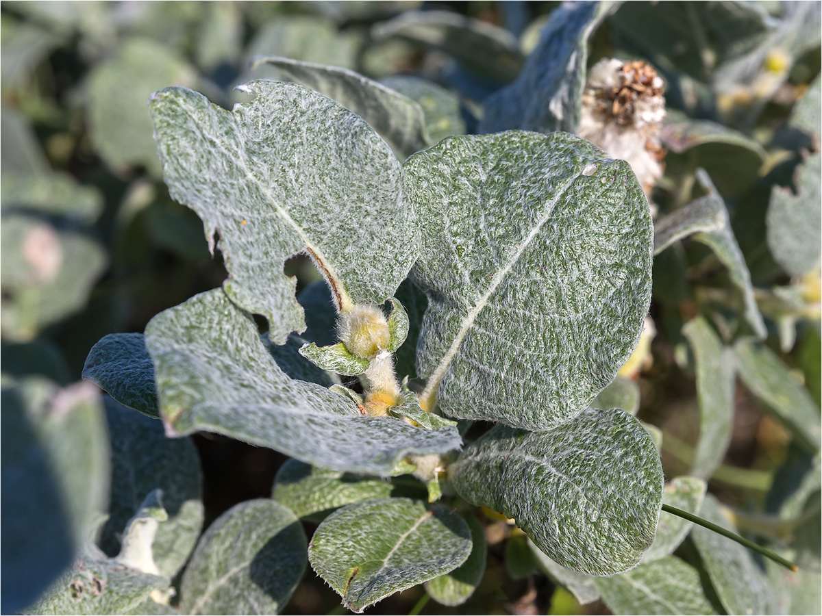 Image of Salix lanata specimen.