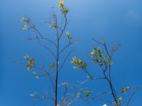 Nicotiana glauca. Часть кроны цветущего и плодоносящего угнетённого или больного растения. Греция, Эгейское море, о. Сирос, пос. Манна (Μάννα), обочина автодороги, рядом с автосервисом. 26.04.2021.