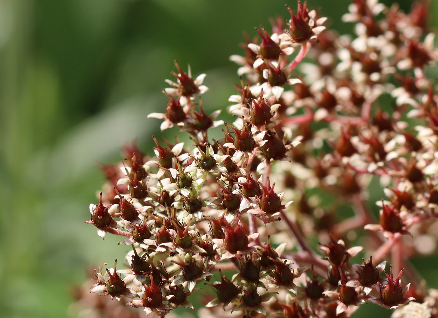 Изображение особи Rodgersia podophylla.