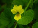 Viola biflora