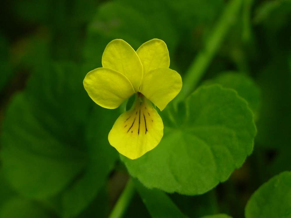 Image of Viola biflora specimen.