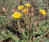 Taraxacum serotinum