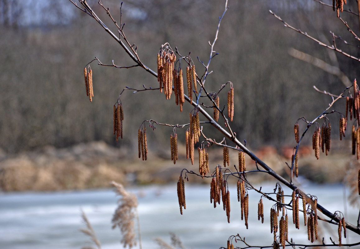 Изображение особи Alnus glutinosa.