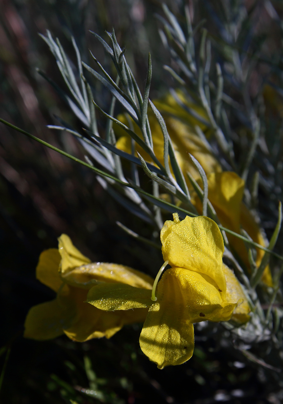 Image of Cymbaria daurica specimen.