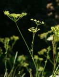 Heracleum sibiricum