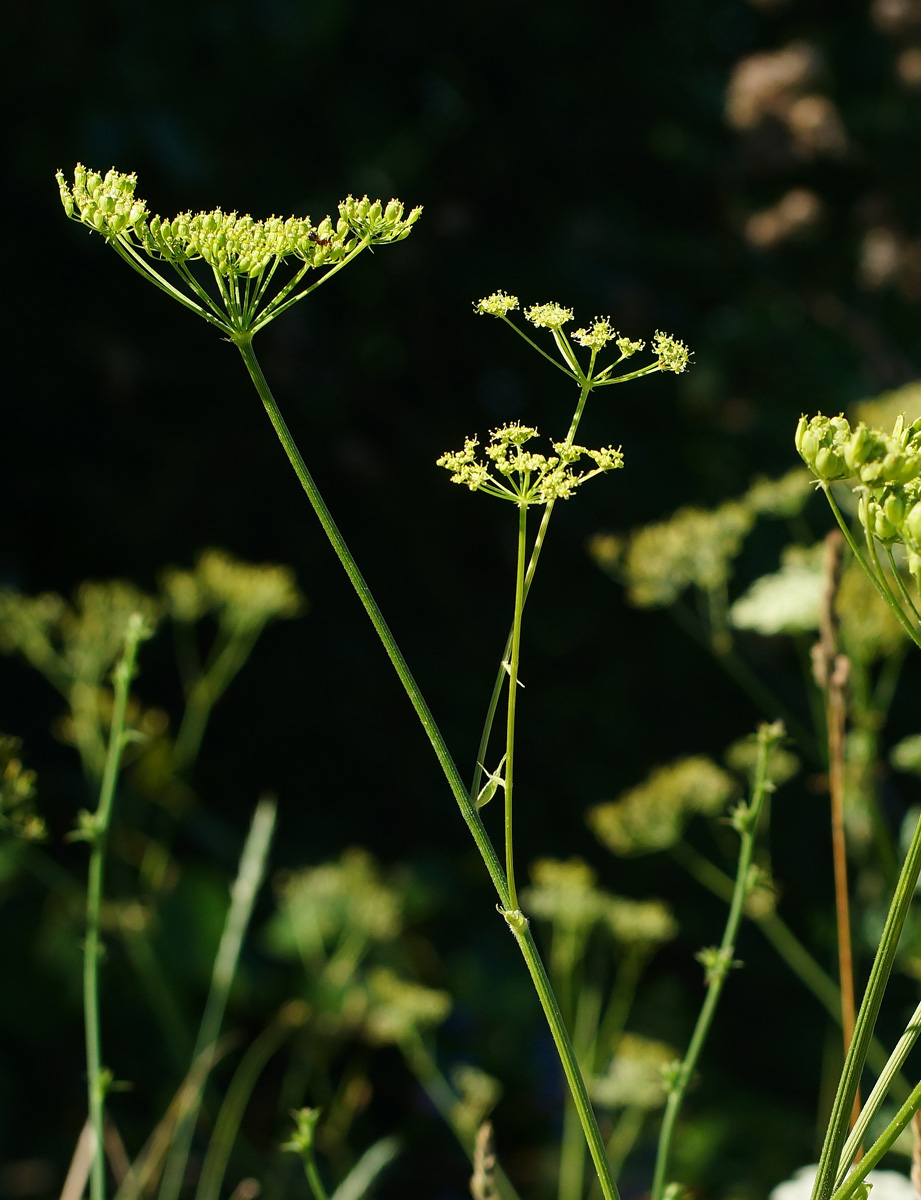 Изображение особи Heracleum sibiricum.