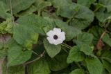 Thunbergia alata