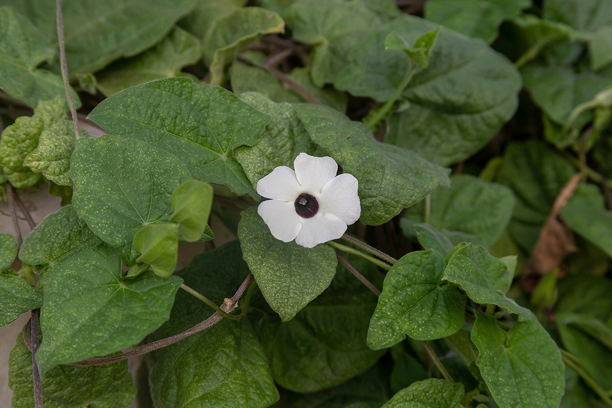 Изображение особи Thunbergia alata.