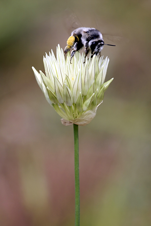 Изображение особи Allium barsczewskii.