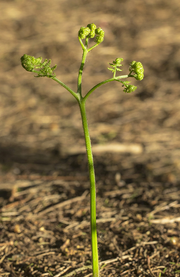 Изображение особи Pteridium pinetorum.