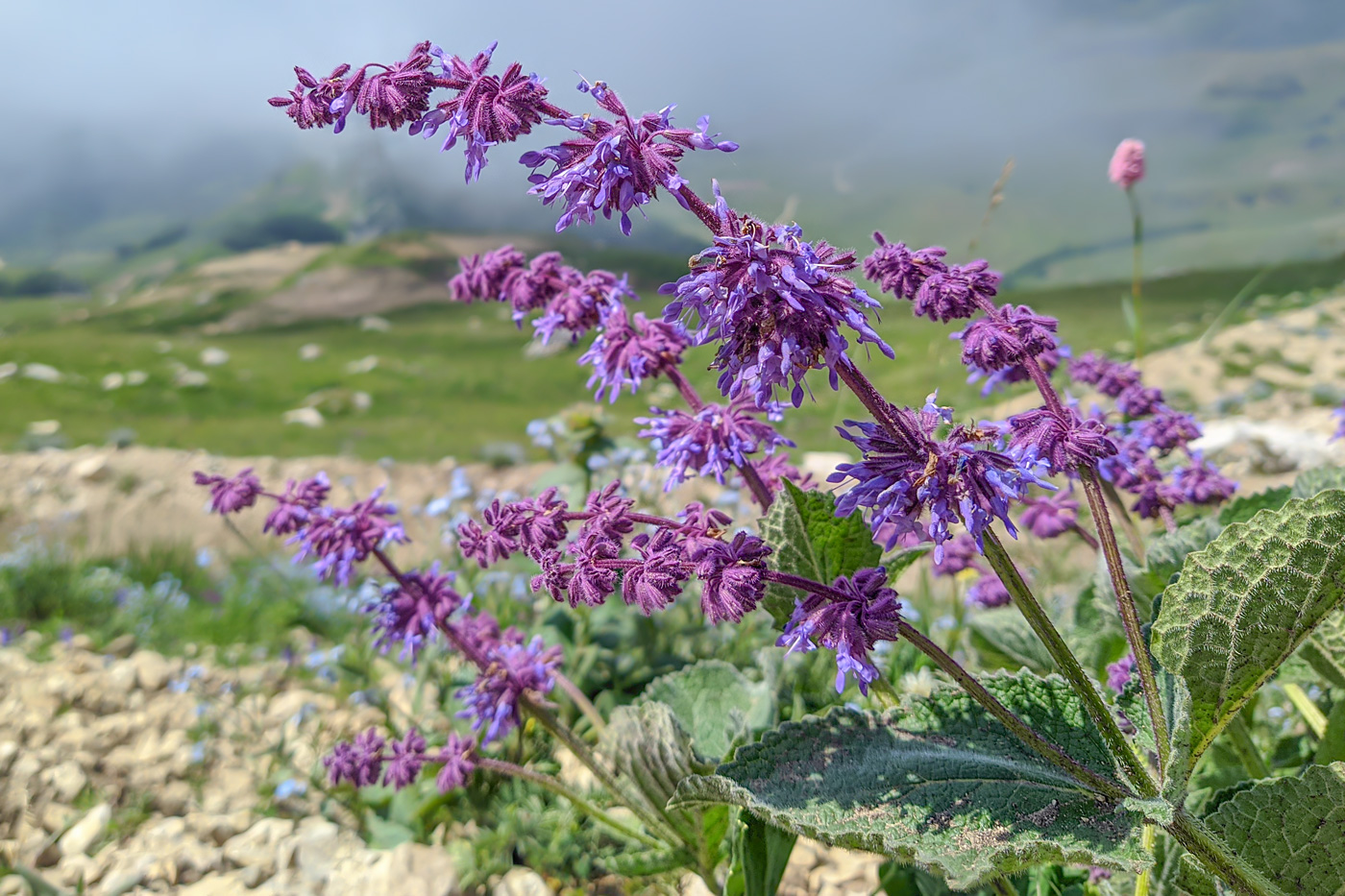 Изображение особи Salvia verticillata.