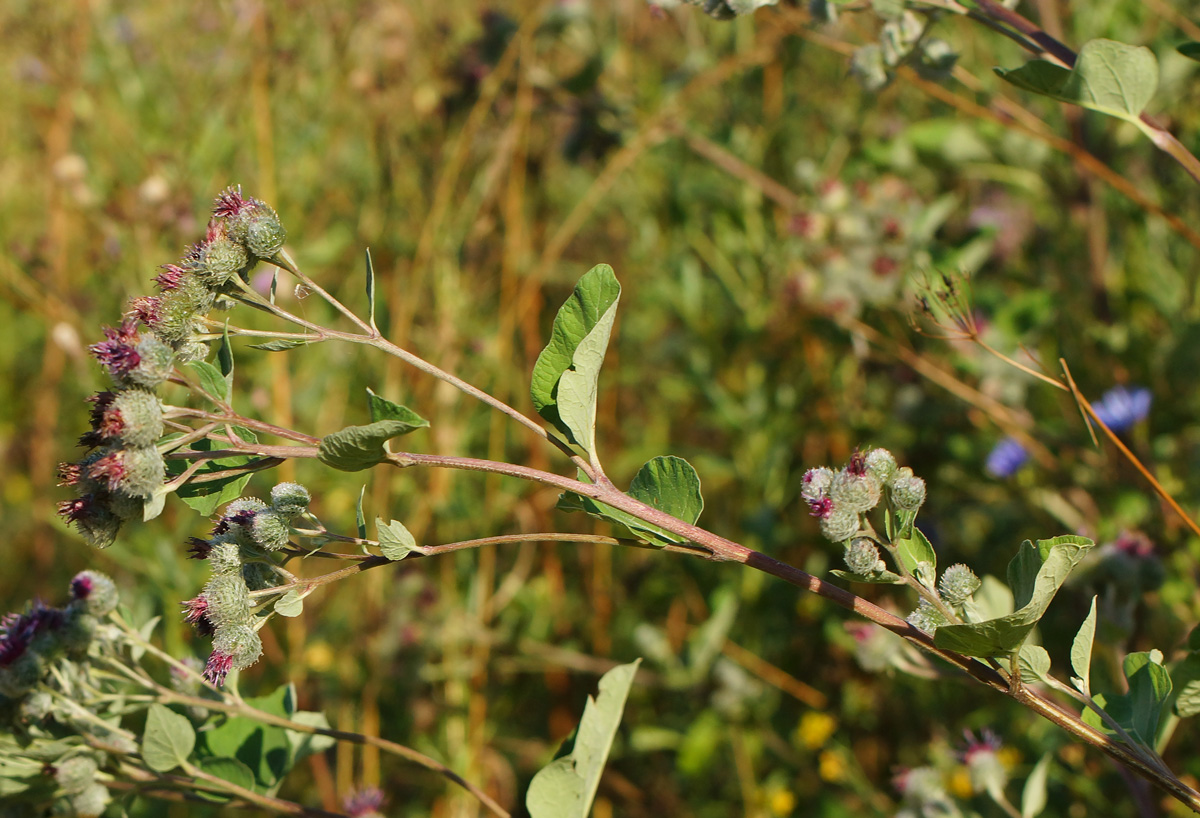 Изображение особи Arctium tomentosum.