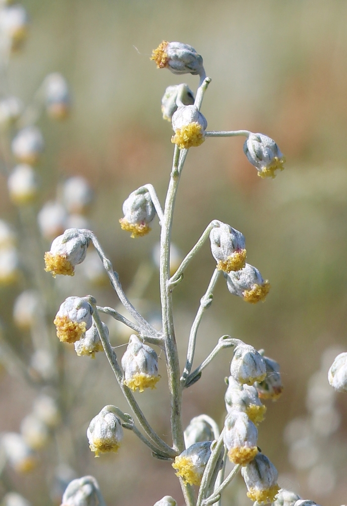 Image of Artemisia hololeuca specimen.