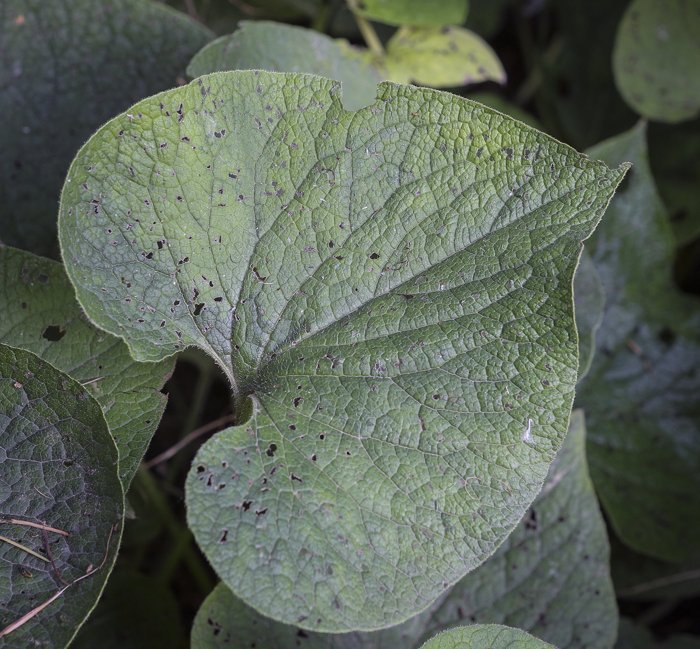 Image of Brunnera macrophylla specimen.