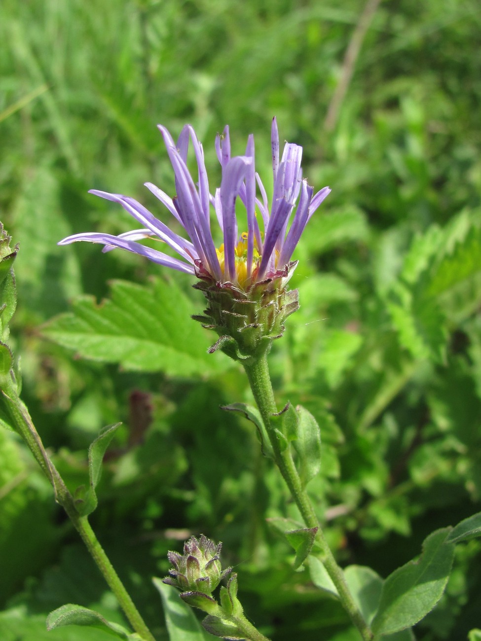 Image of Aster bessarabicus specimen.