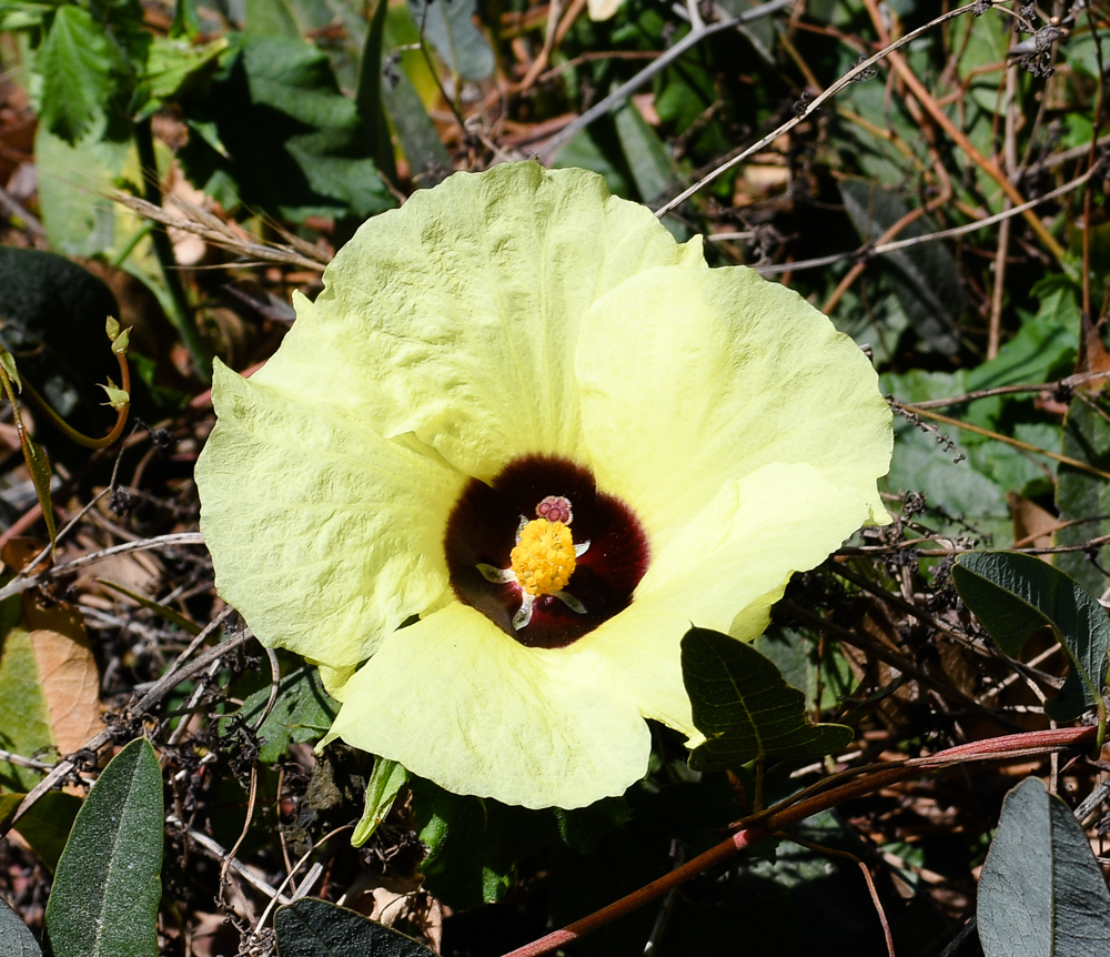 Image of Hibiscus panduriformis specimen.