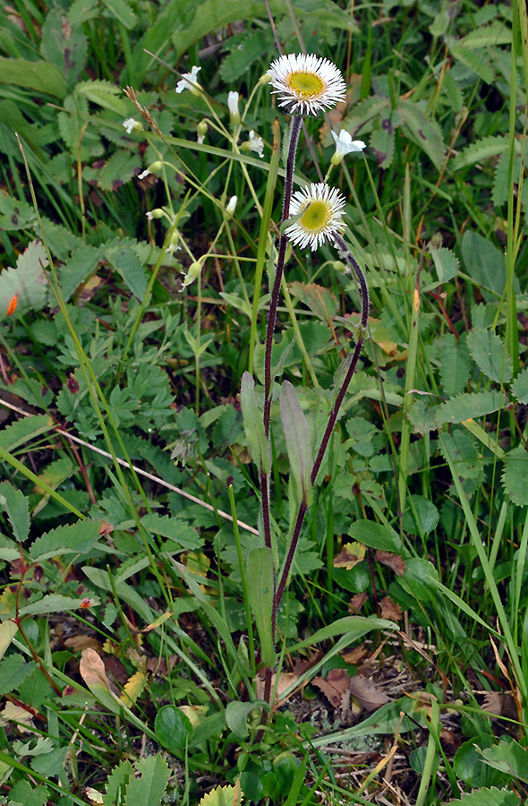 Image of Erigeron eriocalyx specimen.