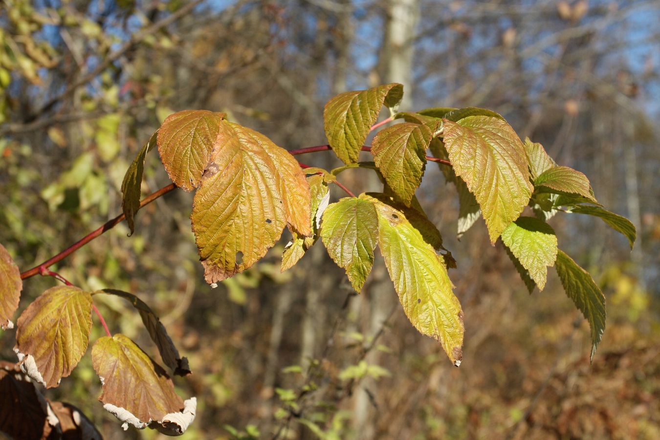 Изображение особи Rubus idaeus.