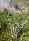 Oxytropis owerinii. Цветущее растение. Кабардино-Балкария, Черекский р-н, Кабардино-Балкарский высокогорный заповедник, Мижиргийское ущелье, ≈ 2500 м н.у.м., отложенная боковая морена, альпийский луг. 16.08.2021.